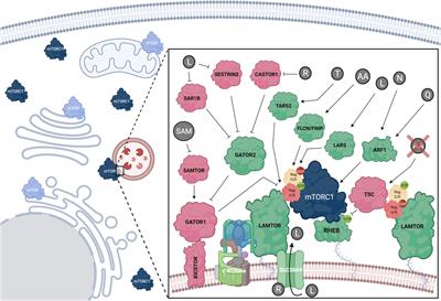 The Multifaceted Role of Nutrient Sensing and mTORC1 Signaling in Physiology and Aging